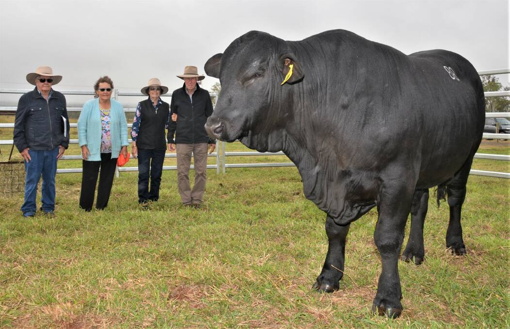 Buyers of the $44,000 top priced bull, Telpara Hills Foreman 541P93, Doug and Helen Keough with vendors Trevor and Maureen Pearce. Photo: John Andersen.