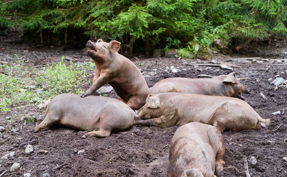 Happy as a pig in mud. Pic: Torsten Dederichs