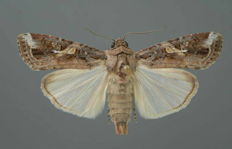 Fall armyworm adult moth. Photo: Biosecurity Queensland.