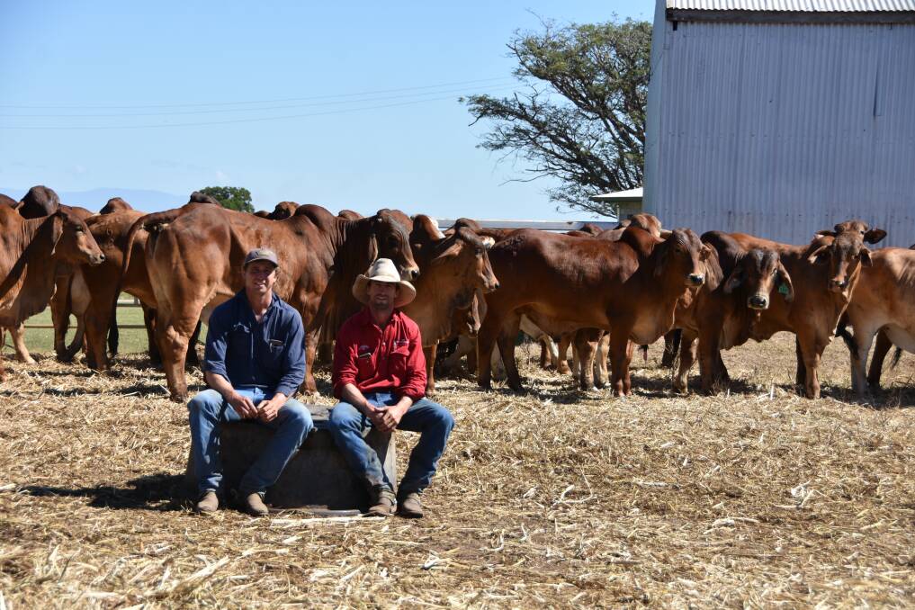 Graham and Jeffrey Searle with their red Brahmans at the Burdekin.