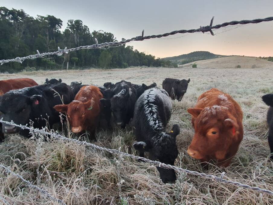 Mandy Tennent's lowline cattle didn't seem to mind the cold as the frost set in at Crediton, on the Eungella plateau.