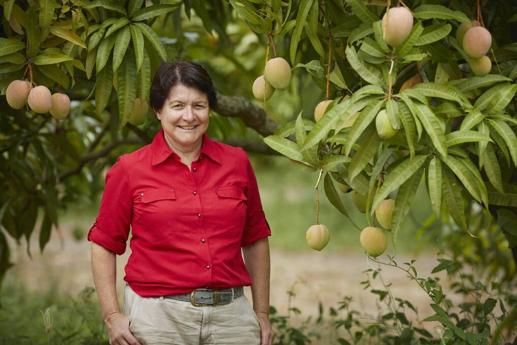Harvest time: Manbulloo owner and managing director Marie Piccone said there would be plenty of mangoes available this summer, despite a challenging season in the north.
