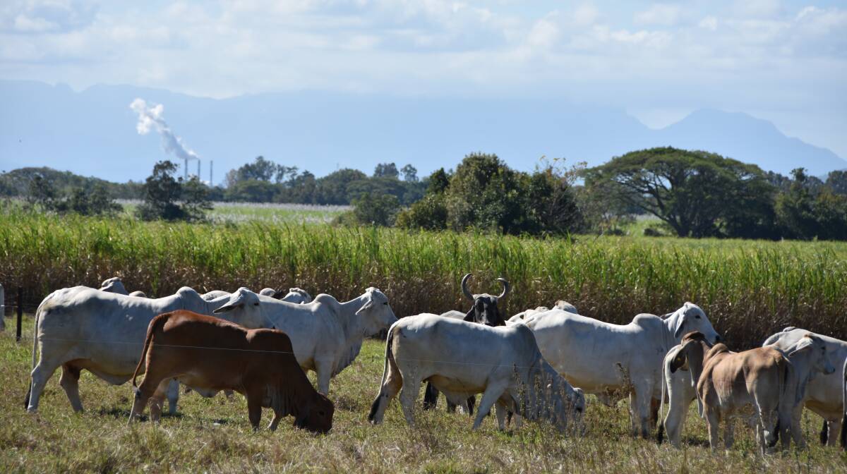 Cattle is not the most common site in the sugar growing region of Ingham.