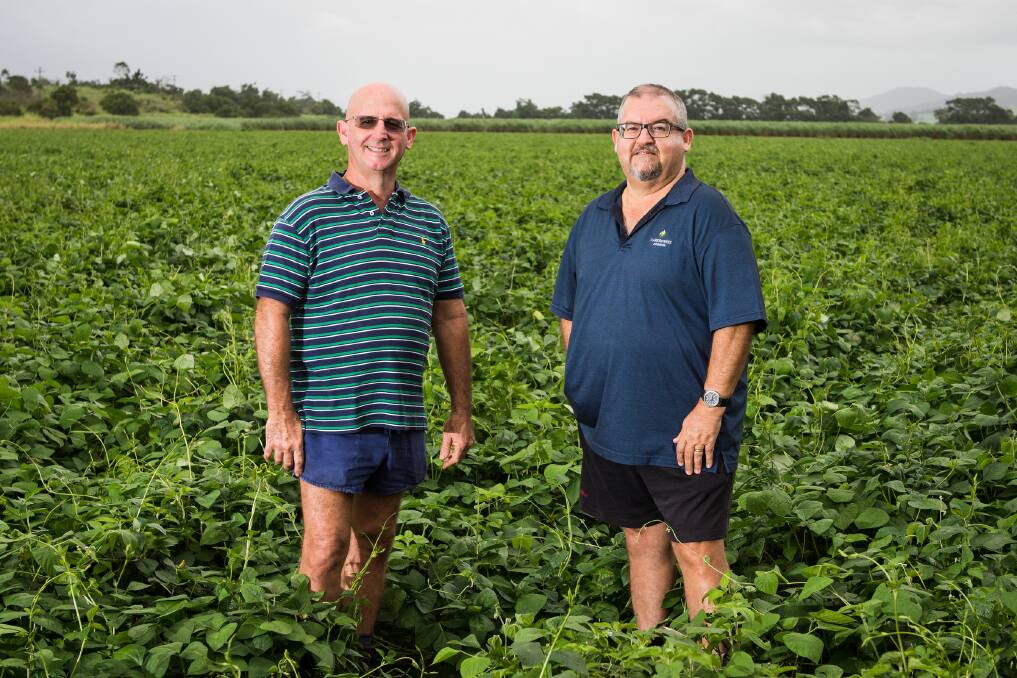 Cane growers Sam and Michael Spina among the fallow crop planted on their Innisfail farm to help improve soil health.