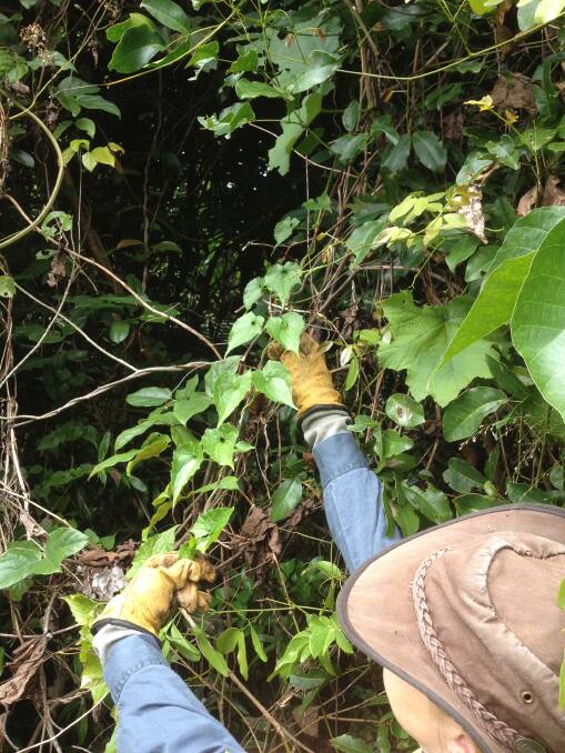Mikania Vine being removed from the Mission Beach infestation. Photo: Biosecurity Queensland.