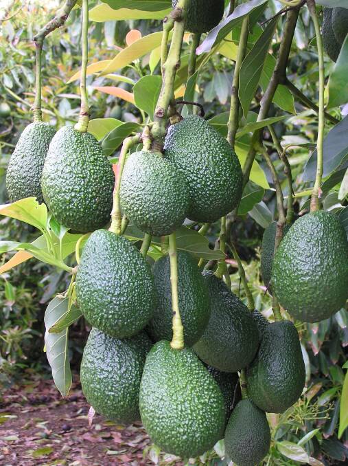 BUMPER CROP: Far North avocado growers have recorded their best season yet, with high yields of quality fruit.