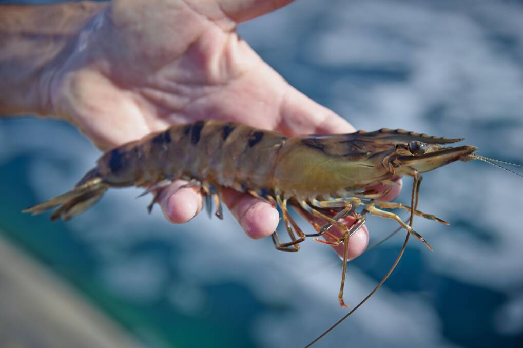 Black tiger prawns are farmed on the property.
