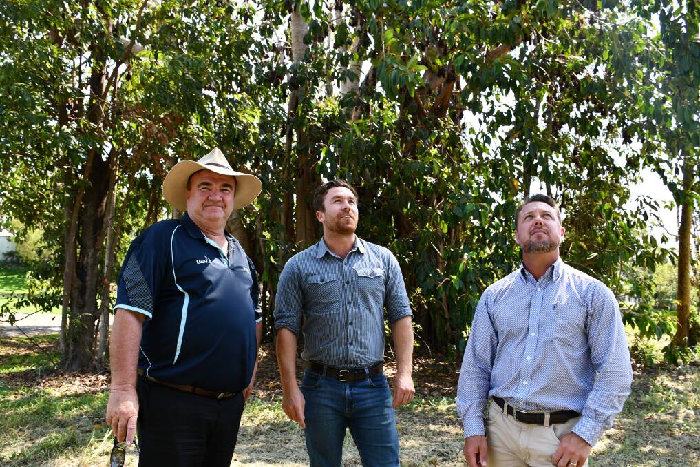 Hinchinbrook Mayor Ramon Jayo and Biodiversity Australia operations manager and senior ecologist Karl Robertson with Hinchinbrook MP Nick Dametto, inspecting a flying fox roost at the back of the Ingham Botanical Gardens.