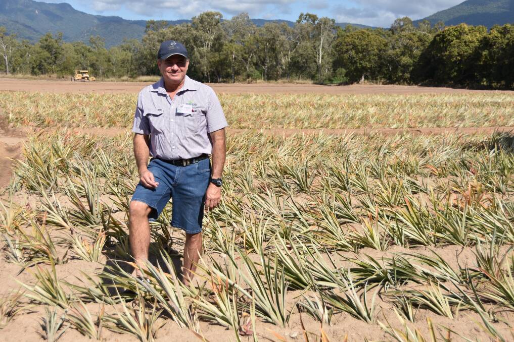 KNOWLEDGE: Australian Pineapple Growers chair Stephen Pace with a recently planted crop on one of his Rollingstone farms. Photo: Jessica Johnston