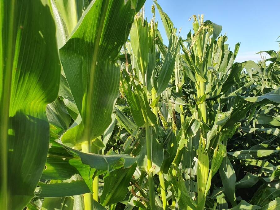 Crops damaged by fall armyworm.