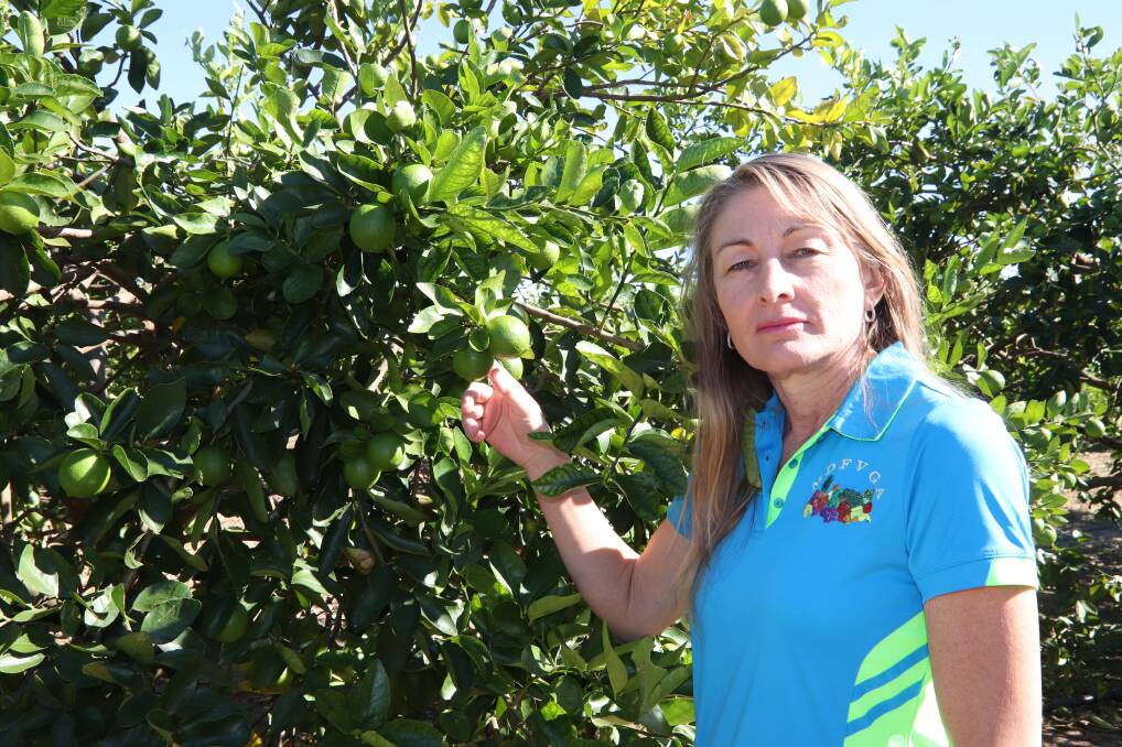 Mutchilba lime grower Karen Muccignat, Muccignat Farming, is preparing to fight the importation of limes from Mexico.