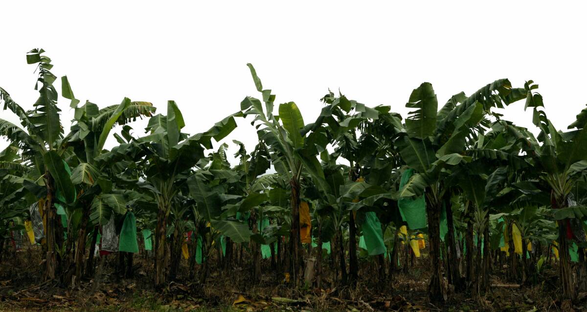 Panama disease has been confirmed at a third Tully Valley banana farm. (File pic)