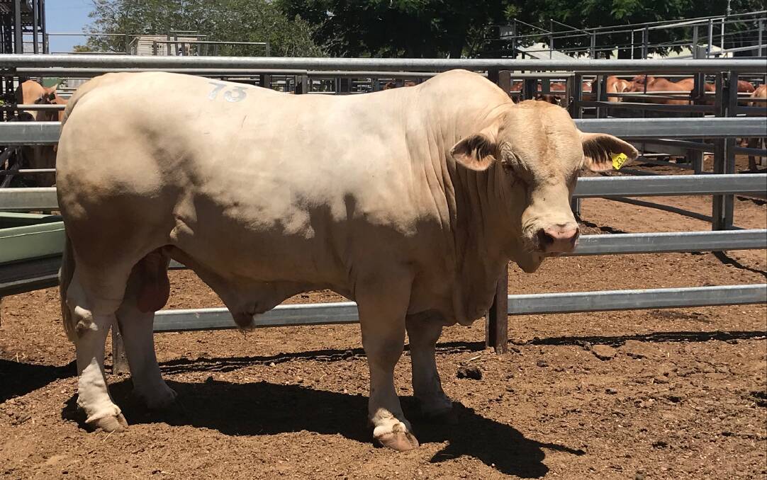 The sale topped at $26,000 for Charolais/Droughtmaster-cross bull Lamont Eze 927 (P) from vendors Mac and Gayle Shann, Lamont Stud, Cantaur Park, Clermont, purchased by Harry, Sue and Berry Shann, Suttor Grazing Company, Collinsville.