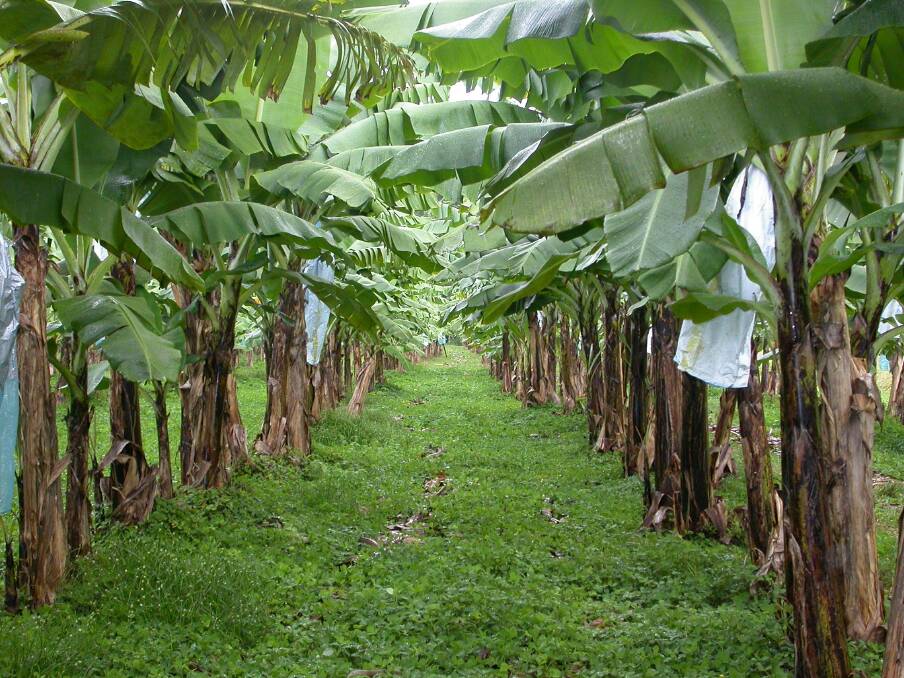 A fourth farm in the Tully Valley has tested positive to Panama disease tropical race 4.