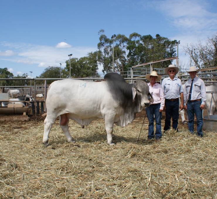 Top price bull Palmal 8917, with vendor Julie McCamley, buyer Michael Borg of Calviston, Clermont, and Hoch & Wilkinson auctioneer Jake Passfield. Photos: Casey McCamley.