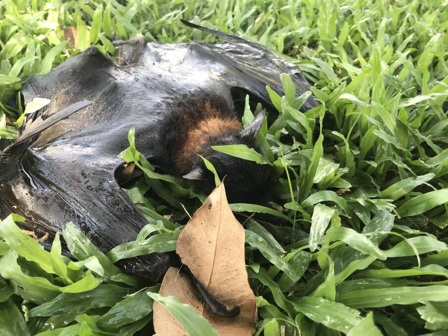 Flying foxes have been falling dead from their roosts during the heatwave in north Queensland.