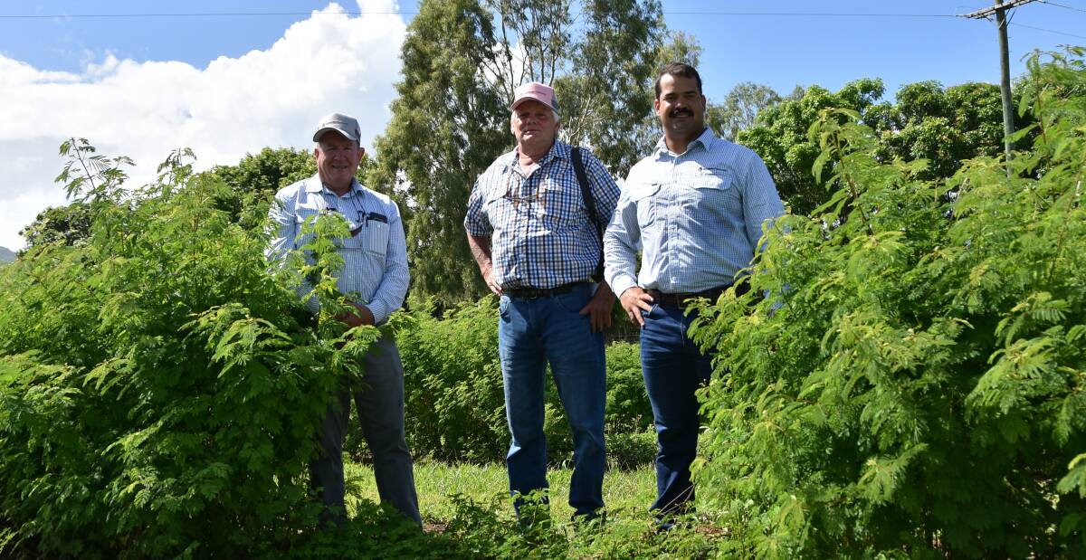 Agrimix Pastures founding director Nick Kempe, with JCU researcher Chris Gardiner and Agrimix Pastures agricultural consultant Heitor Fleury at the Alligator Creek site.