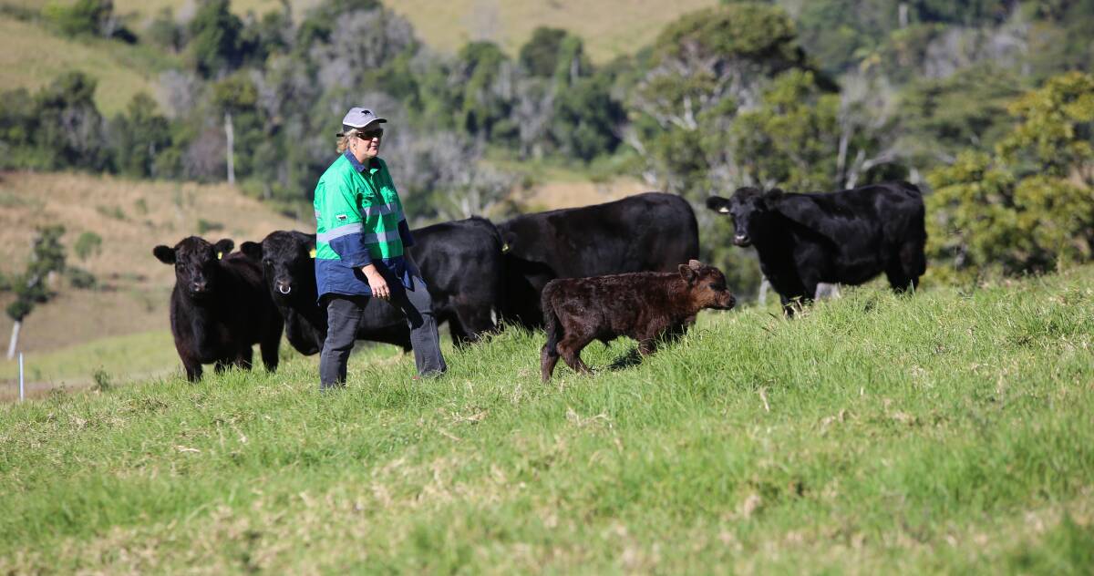 Crediton grazier Mandy Tennent at her property Cloudbreak Lowlines.