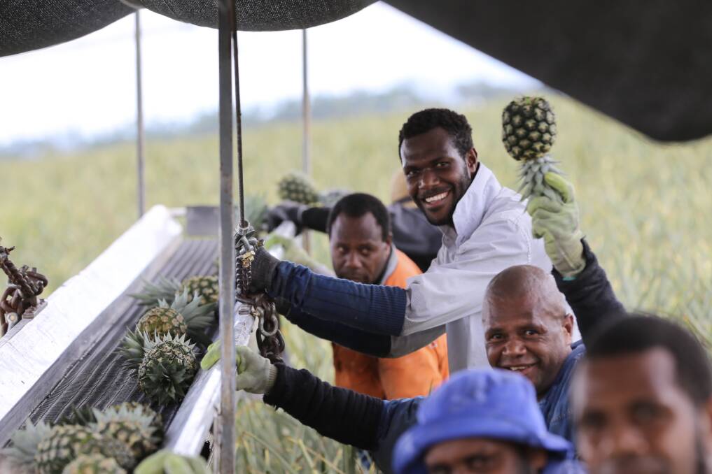 HELPING HAND: Seasonal Worker Programme recruit Jonathan Mike of Vanuatu (centre, in white shirt) and his colleagues harvest pineapples at Piñata Farms. Photo: Growcom.