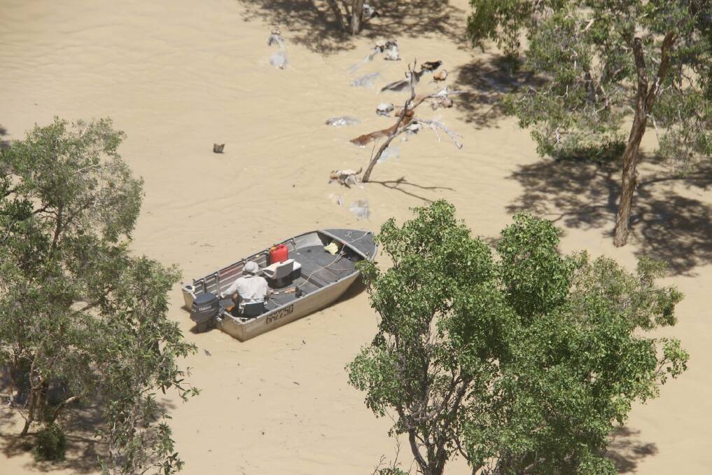 HIGHER GROUND: Calvin Gallagher helps to guide cattle to safety from Sawtell Creek about 20km from Normanton during the 2019 monsoon. Photo: Mick Gallagher.