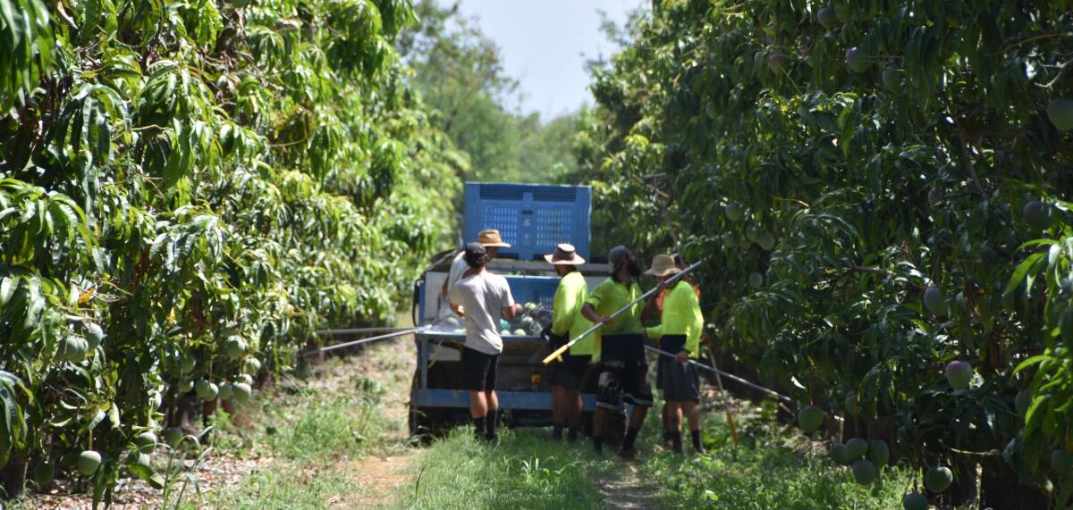 Harvesting is under way at Marto's Mangoes property at Delta, near Bowen.