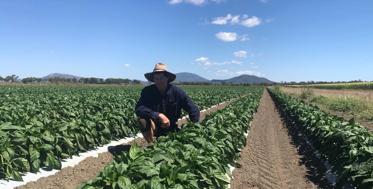 Bowen Gumlu Growers Association president Carl Walker believes the horticulture industry will benefit from the Japanese student's visit.