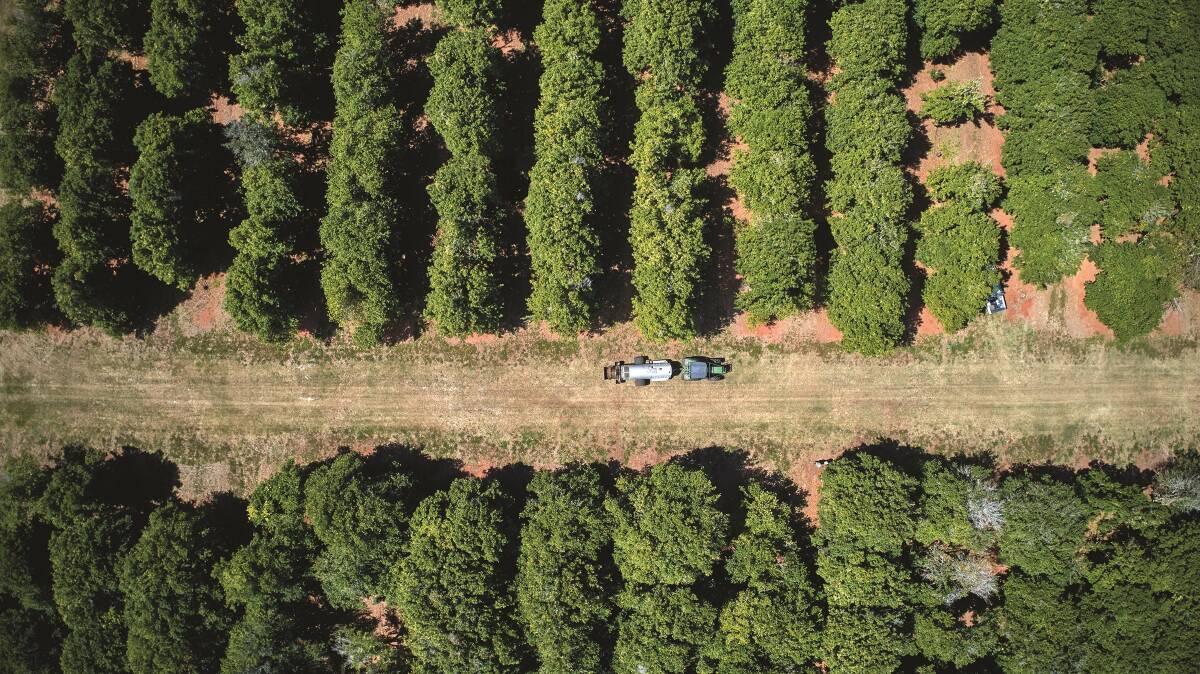 An aerial view of one of Mr Costi's macadamia farms.
