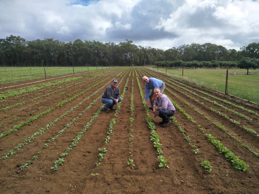 Tony Matchett, Savannah Ag Consulting with Greg Mason (left) from DAF, and Graeme Rapp from University of Sydney (back) inspecting Mustard trial early establishment.