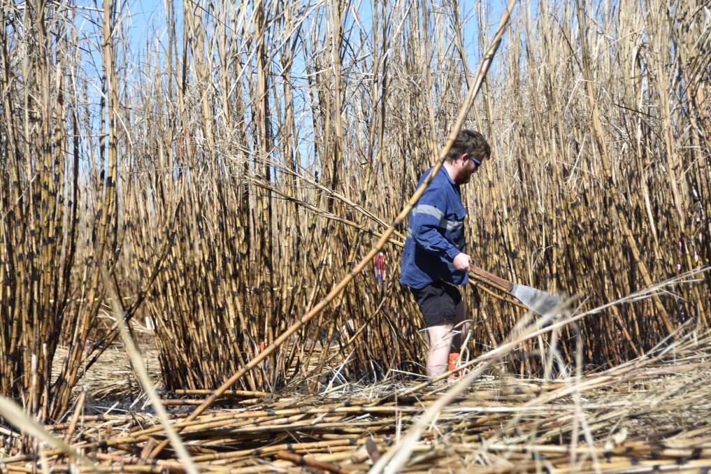 Burdekin hand cane cutting contest keeps tradition alive. | North ...