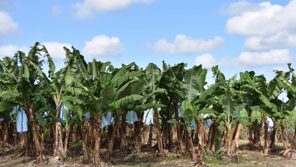 Cavendish bananas remain the most popular variety, but a panama resistant breed is considered key to the future viability of the industry in North Queensland.