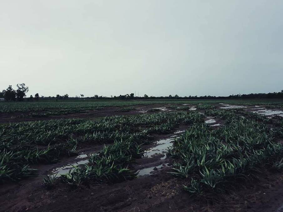 Pineapples were uprooted and left sodden on Stephen Pace's Rollingstone farm. Photo: Pace Farming.