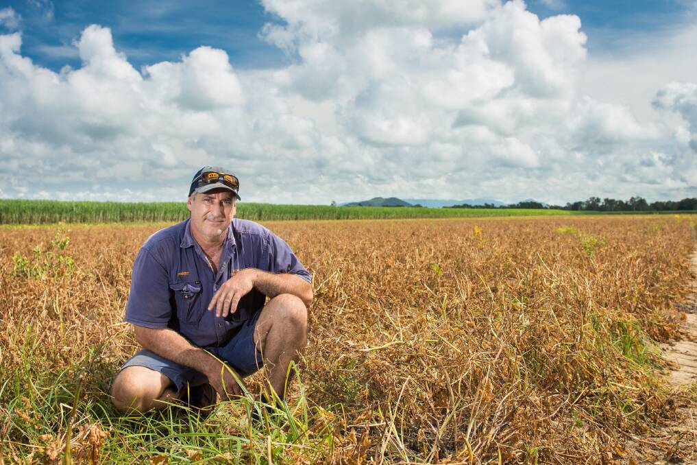 PRODUCTIVITY: Soil health is the key to cutting fertiliser rates for cane grower Robert Bonassi, who is seeing results after planting fallow crops and using mill by-products on his Ingham property.