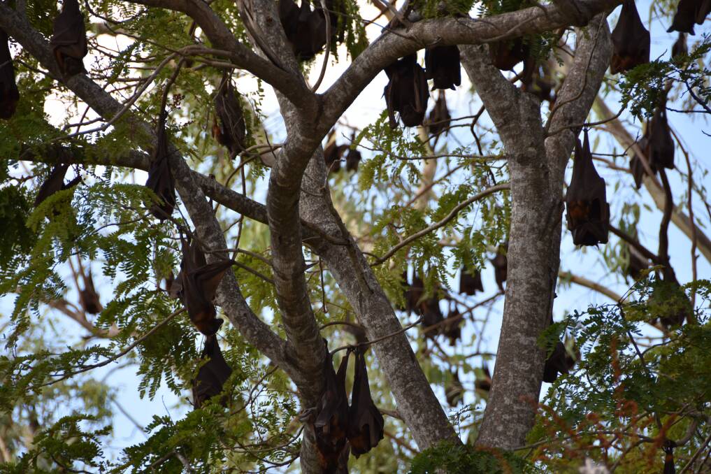 Flying foxes invaded Charters Towers in plague proportions late last year.