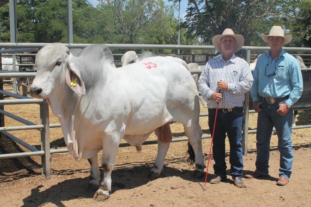 Cambil Jose 5800 (P/S) sold for $52,000, with vendor Lawson Camm, Cambil Brahmans, Proserpine with buyer Cody Sheahan, manager of Tropical Cattle Company, Ingham. Photo: Ben Harden.