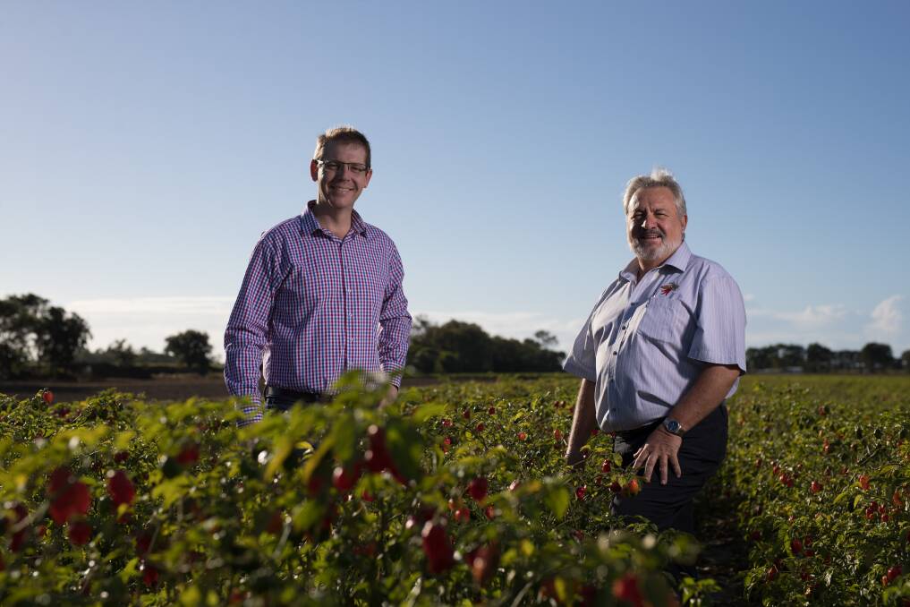 Trent De Paoli operates Austchilli out of Bundaberg and sees the value of the new disaster insurance for agricultural industries. Photo - Austsafe Superannuation.