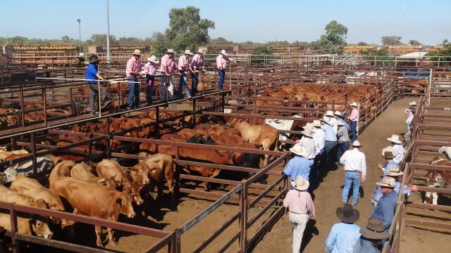 The first Charters Towers cattle sale will be held on January 17.