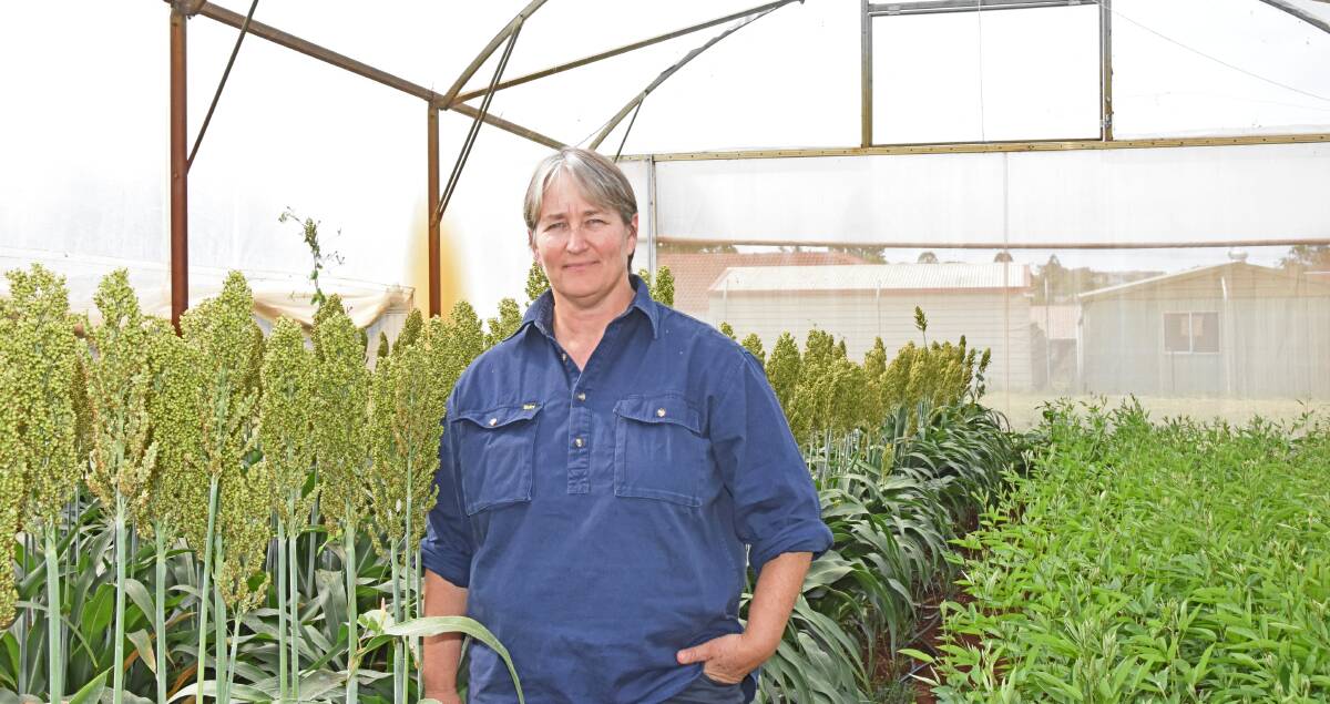 DAF Toowoomba principal entomologist Melina Miles said growers should monitor their crops for any traces of fall armyworm. Picture - Hayley Kennedy.