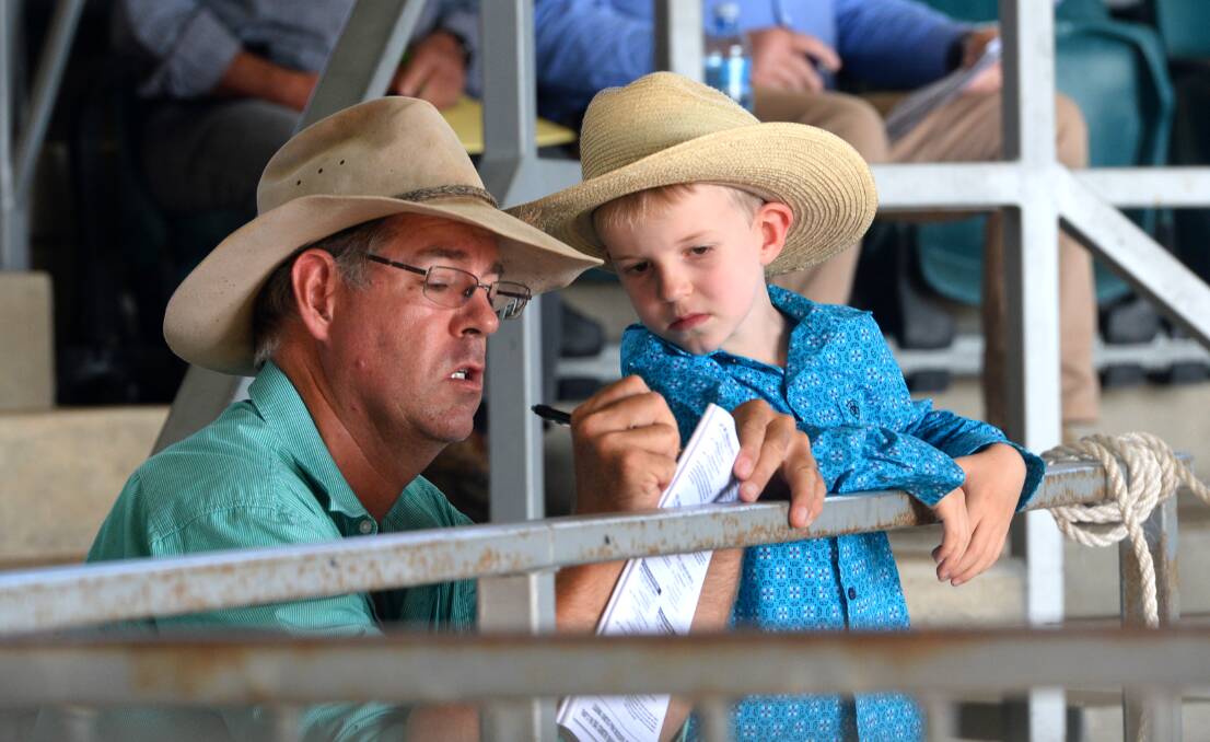 Highlights from around the saleyards