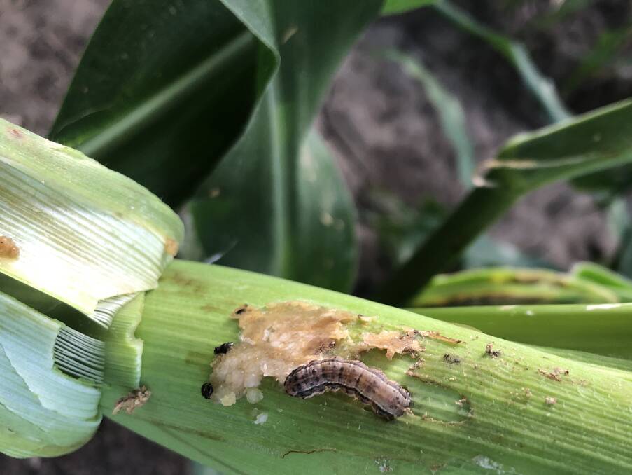 Fall armyworm on a commercial corn crop at Home Hill.