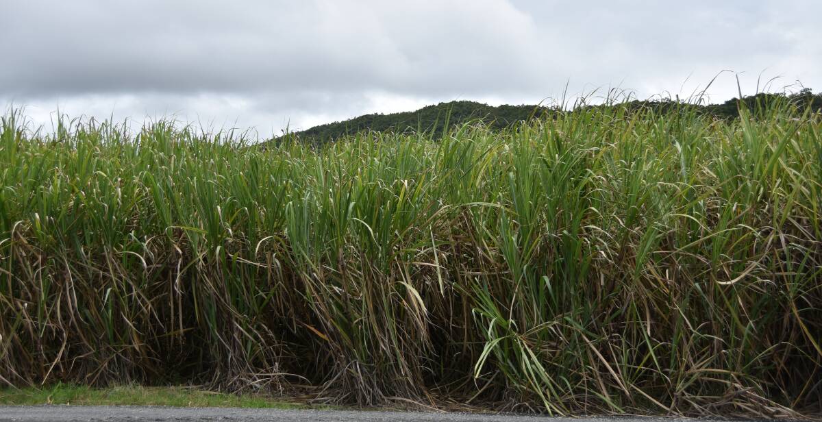 Sugar industry jobs in the Wide Bay Burnett region are in limbo.