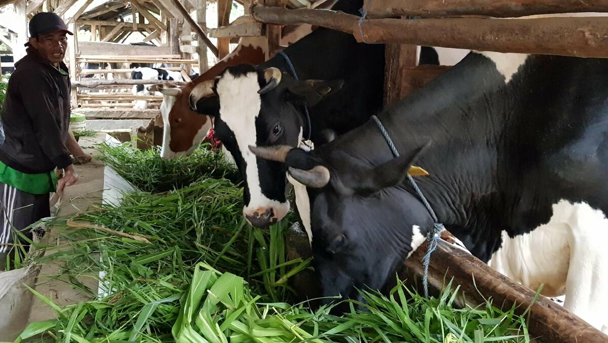Dairy cows in West Java having a feed. Photo: University of Adelaide.
