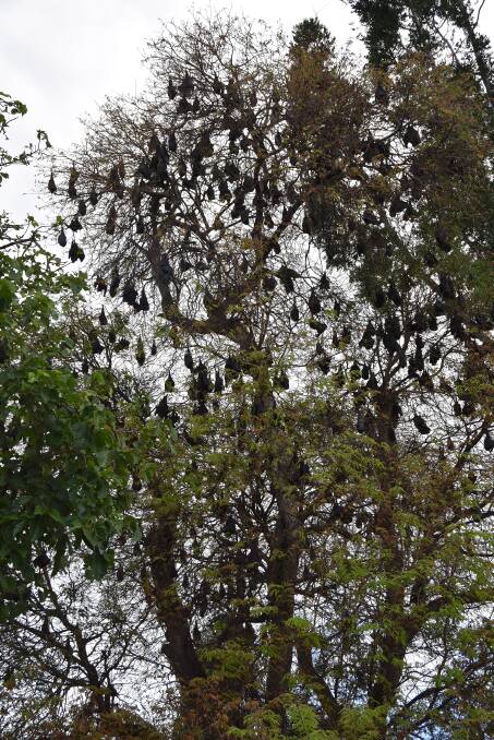 Flying foxes hanging around Lissner Park in Charters Towers last week. Photo: Jessica Johnston.