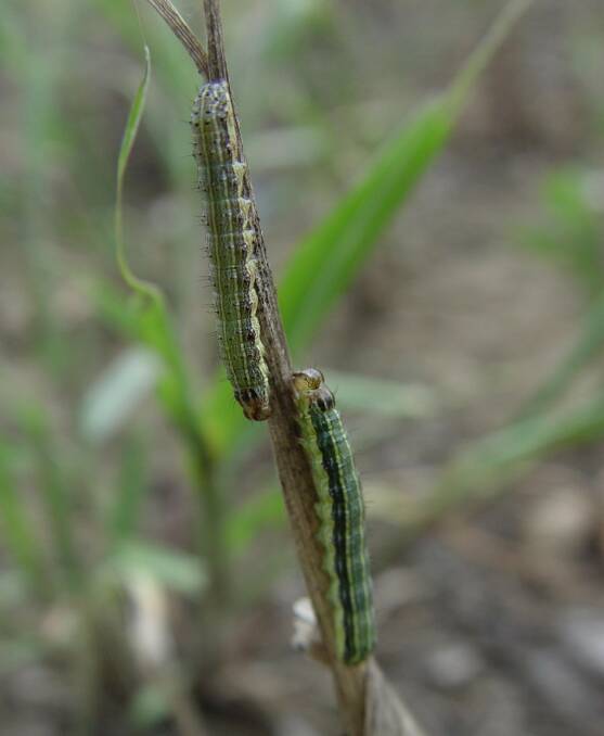 Fall armyworm larvae. Photo - Biosecurity Queensland.