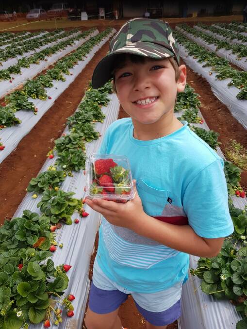Cameron Jarrett, 9, with some freshly picked strawberries.