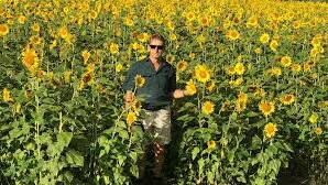 Ingham canegrower Michael Waring has planted sunflowers as a fallow crop.