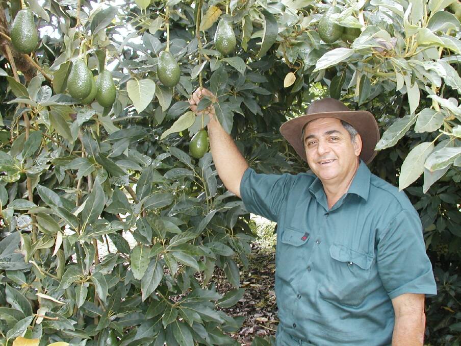 Avocados Australia chairman Jim Kochi with the high value crop.