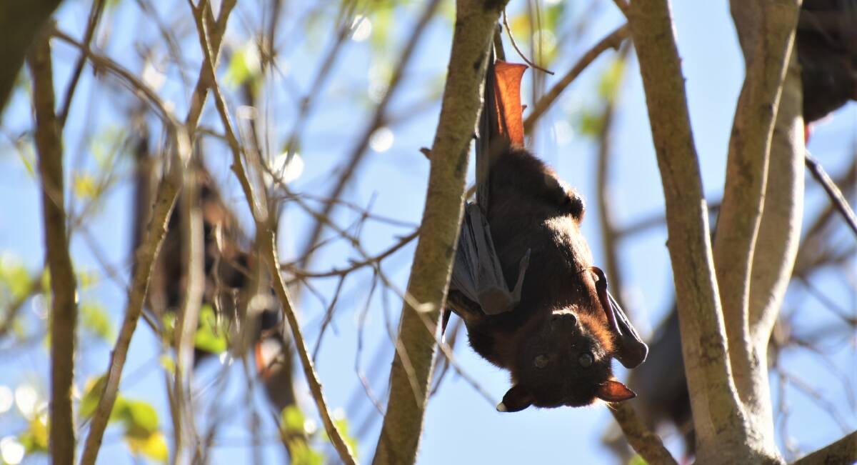 A flying fox taskforce has been disbanded in Charters Towers.