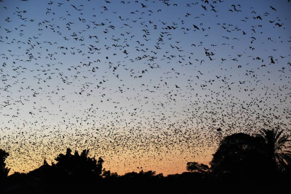 Flying foxes in Lissner Park have created headaches for Charters Towers residents for years.