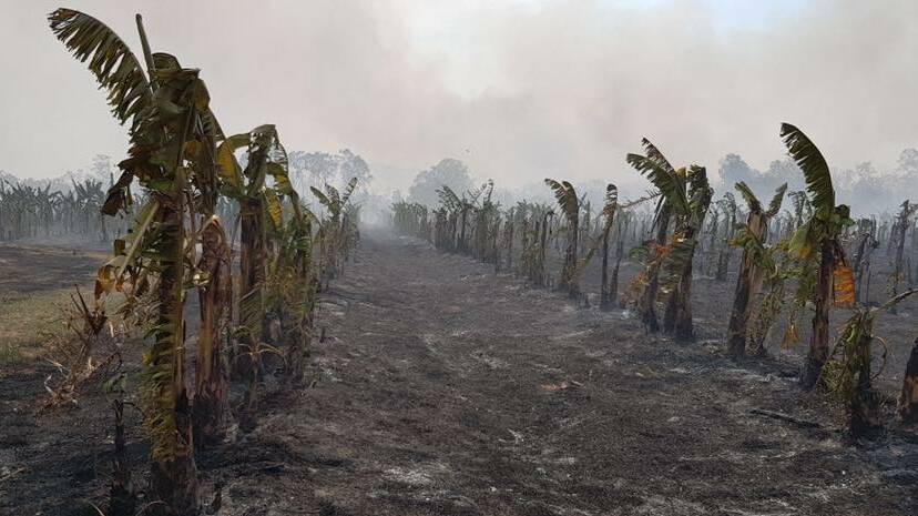 DEVASTATING: The burnt out banana crop.