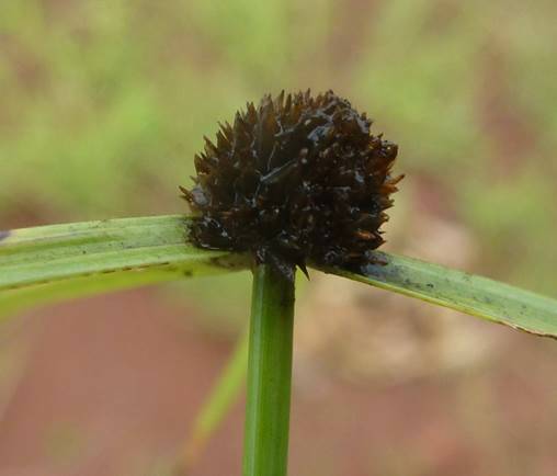 ... And after: The smut pathogen attacks Navua sedge’s flower heads and seeds in Tanzania
